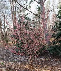 Attēlu rezultāti vaicājumam “Hamamelis vernalis”