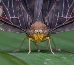 Attēlu rezultāti vaicājumam “Stemonitopsis hyperopta macro”