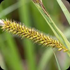 Attēlu rezultāti vaicājumam “Carex riparia”