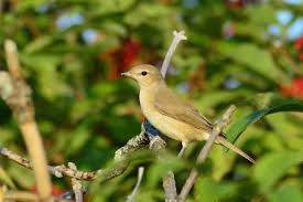 Attēlu rezultāti vaicājumam “Sylvia borin”