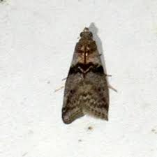 Attēlu rezultāti vaicājumam “Sciota fumella”