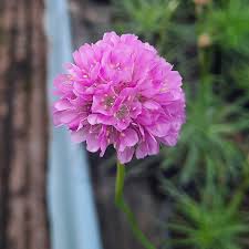 Image result for Grasnelke