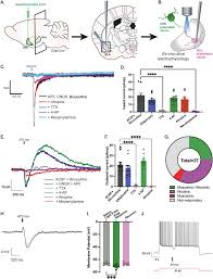 Image result for b%FD%E7ak anatomisi