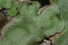 Attēlu rezultāti vaicājumam “Preissia quadrata”