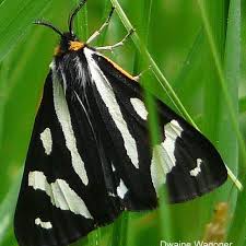 Attēlu rezultāti vaicājumam “Parasemia plantaginis female”