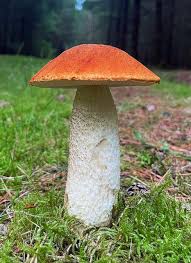 Attēlu rezultāti vaicājumam “Leccinum”