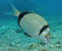 Image result for Diplodus vulgaris