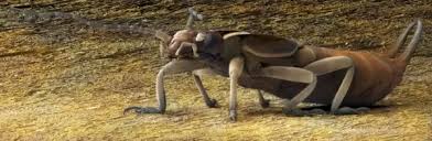 Attēlu rezultāti vaicājumam “Forficula auricularia female”