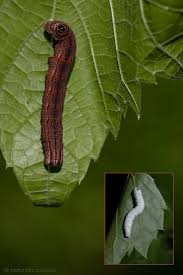 Attēlu rezultāti vaicājumam “Sphinx pinastri larva”