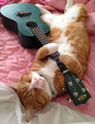 Image result for Cat sleeping in guitar