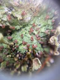 Attēlu rezultāti vaicājumam “Baeomyces rufus”