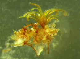 Attēlu rezultāti vaicājumam “Gyroweisia tenuis”