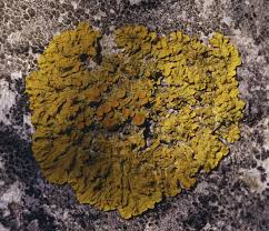 Attēlu rezultāti vaicājumam “Xanthoria fulva”