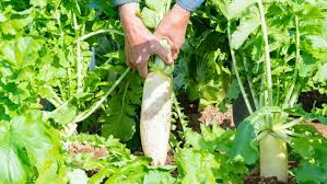 Image result for Rettich