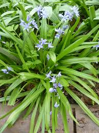 Attēlu rezultāti vaicājumam “Polygonaceae”