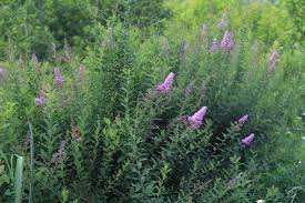 Attēlu rezultāti vaicājumam “Spiraea salicifolia”
