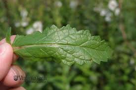 Attēlu rezultāti vaicājumam “Verbascum blattaria leaf”