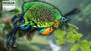 Attēlu rezultāti vaicājumam “Arcyria imperialis macro”