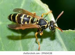 Attēlu rezultāti vaicājumam “Polistes nimpha”