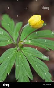 Attēlu rezultāti vaicājumam “Anemone ranunculoides bud”
