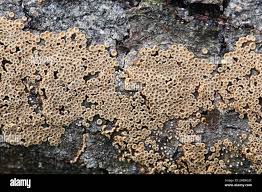 Attēlu rezultāti vaicājumam “Merismodes anomala”