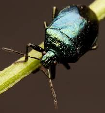 Attēlu rezultāti vaicājumam “Zicrona caerulea”