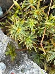 Attēlu rezultāti vaicājumam “Pogonatum urnigerum”