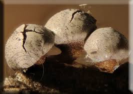 Attēlu rezultāti vaicājumam “Diderma umbilicatum”