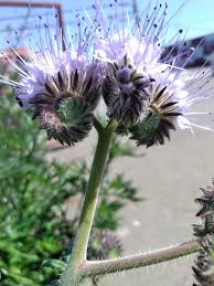 Attēlu rezultāti vaicājumam “Phacelia tanacetifolia”