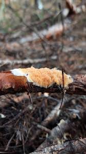 Attēlu rezultāti vaicājumam “Leucogyrophana sororia”