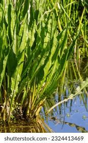 Attēlu rezultāti vaicājumam “Rumex hydrolapathum leaf”