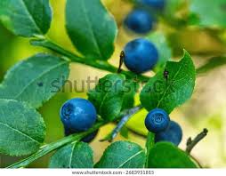 Bildergebnis für "Vaccinium myrtillus"