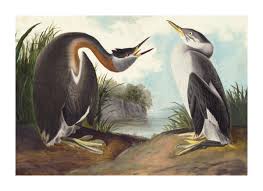 Attēlu rezultāti vaicājumam “Podiceps grisegena”