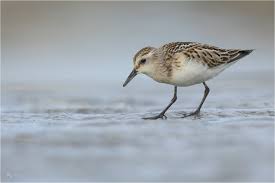 Attēlu rezultāti vaicājumam “Calidris”