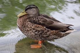 Attēlu rezultāti vaicājumam “Anas platyrhynchos”