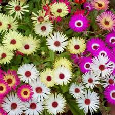 Image result for Chrysanthemum spectabile