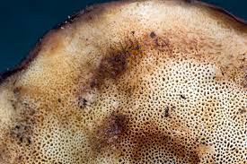 Attēlu rezultāti vaicājumam “Postia fragilis”