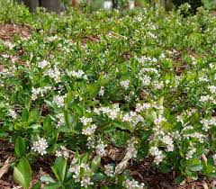 Attēlu rezultāti vaicājumam “Aronia melanocarpa”
