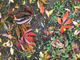 Attēlu rezultāti vaicājumam “Aesculus flava”