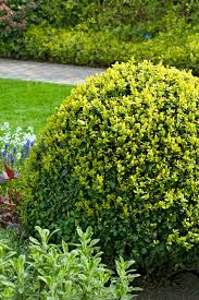 Attēlu rezultāti vaicājumam “Buxus sempervirens flower”