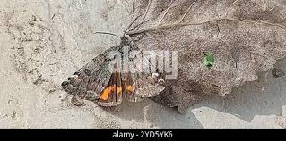 Attēlu rezultāti vaicājumam “Boudinotiana notha”