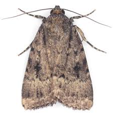 Attēlu rezultāti vaicājumam “Amphipyra pyramidea”