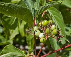 Attēlu rezultāti vaicājumam “Cornus sericea”