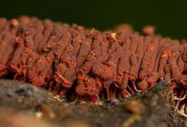 Attēlu rezultāti vaicājumam “Arcyria imperialis spores”