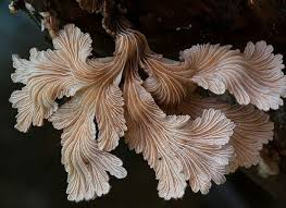 Attēlu rezultāti vaicājumam “Schizophyllum commune”