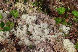 Attēlu rezultāti vaicājumam “Cladonia stellaris”