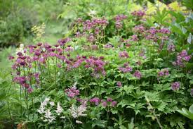 Image result for Astrantia majon `Abbey Road`