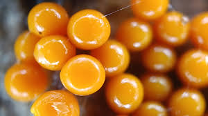 Attēlu rezultāti vaicājumam “Trichia varia macro”