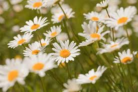 Attēlu rezultāti vaicājumam “Leucanthemum vulgare flower”