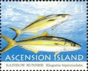 Image result for Elagatis bipinnulata